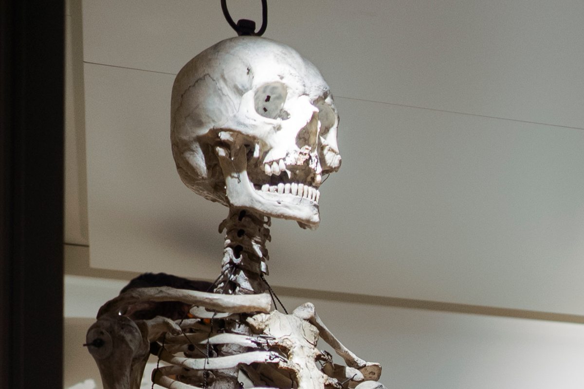 Esqueleto humano expuesto en la colección científica del Museo Laboratorium.