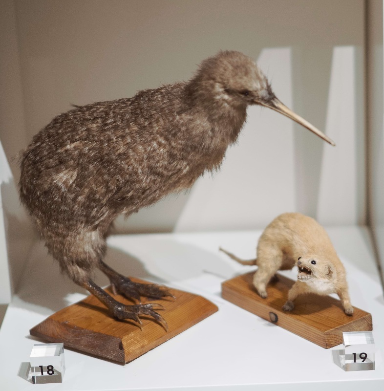 Un kiwi y un animal disecado en expuestos en una vitrina del Museo Laboratorium.