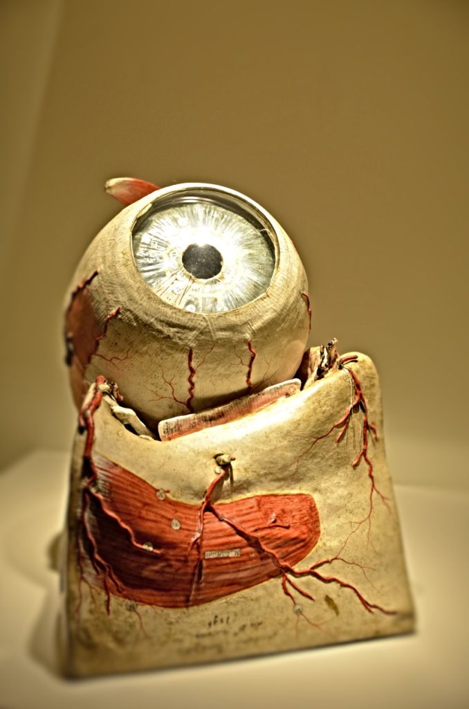 Modelo anatómico de un ojo humano desmontable expuesto en la colección científica del Museo Laboratorium.